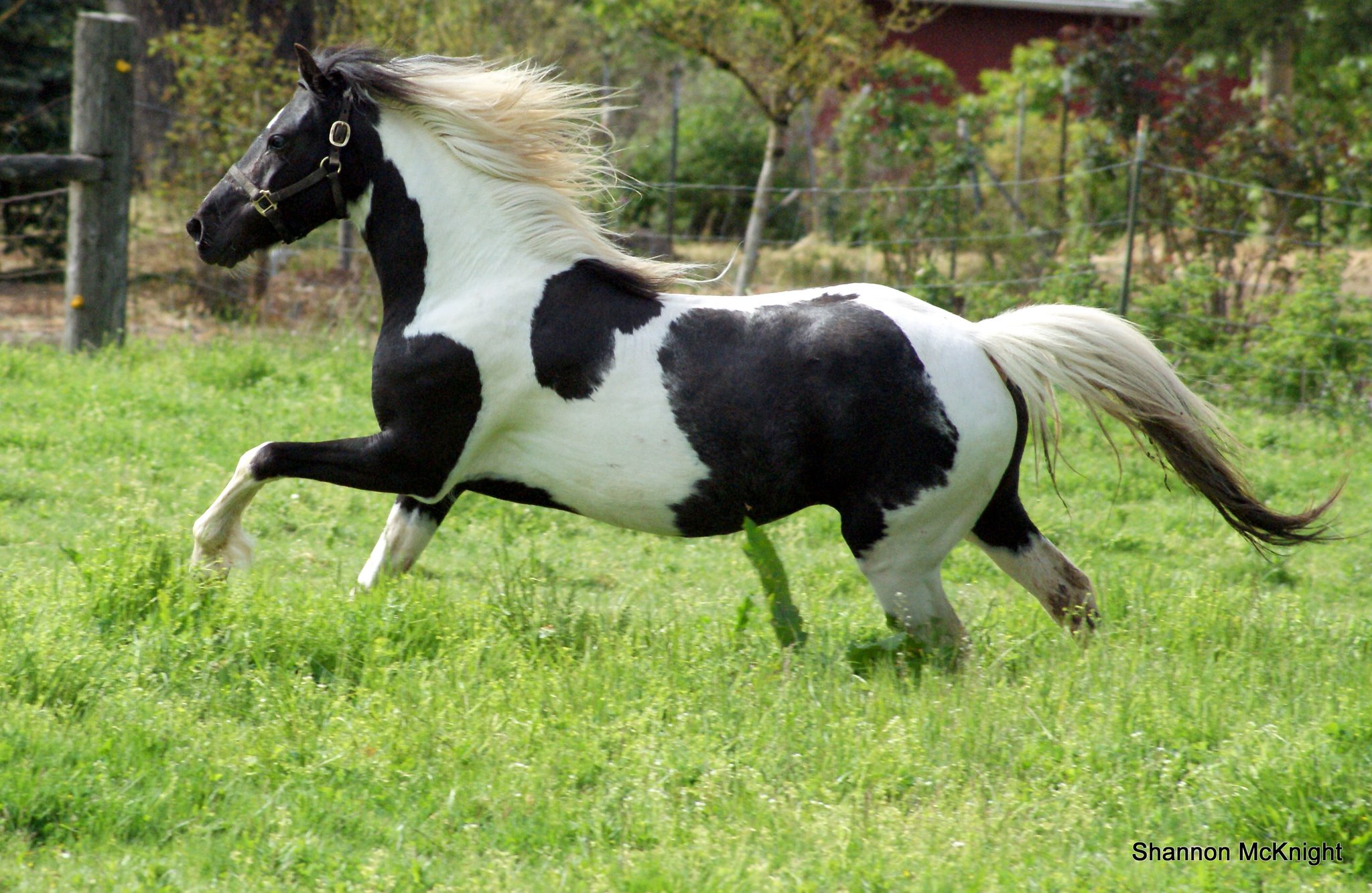 Apacheblu Ranch, Oregon